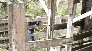 Latin Cowboys Bareback Destroy Twink Ass Stable Cum Gush