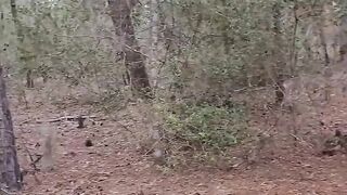 Undressing in the woods raw gay solo jerking off hidden in the forest