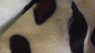 Gushing Cum Tsunami Destroys Soft Gay Fur Mink Blanket