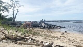Pet play at the beach with a risky gay exhibitionist