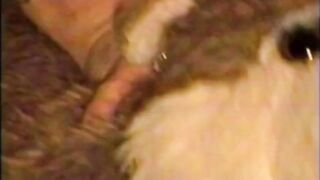 Chubby Gay Humps Furry Plushie Till Gushing Cum Destroyed