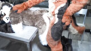 Twink boy gets split by landlord for unpaid rent