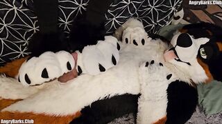 Paw slut gets brutal back to back pawjobs with massive cum drip finish