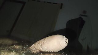 watching my hairy uncut clitty go limp in real time mess with my balls