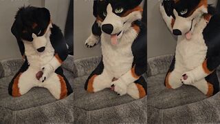 Verified Amateur Gay Furry Stud Destroyed by Cum Fountain Denied Orgasm Ruined Good Boy Praise Leaking Sperm Under Microscope HD