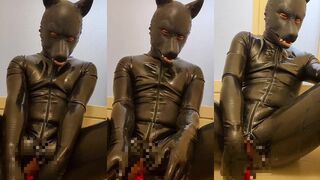 Latex puppy mesmerized with solo toy worship