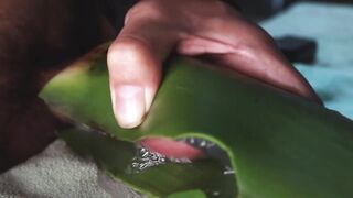Jerking off until thick cum gushes on homemade aloe vera flesh