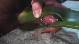 Jerking off until thick cum gushes on homemade aloe vera flesh