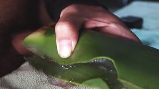 Jerking off until thick cum gushes on homemade aloe vera flesh